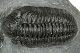 Phacopid (Adrisiops) Trilobite - Jbel Oudriss, Morocco #355875-3